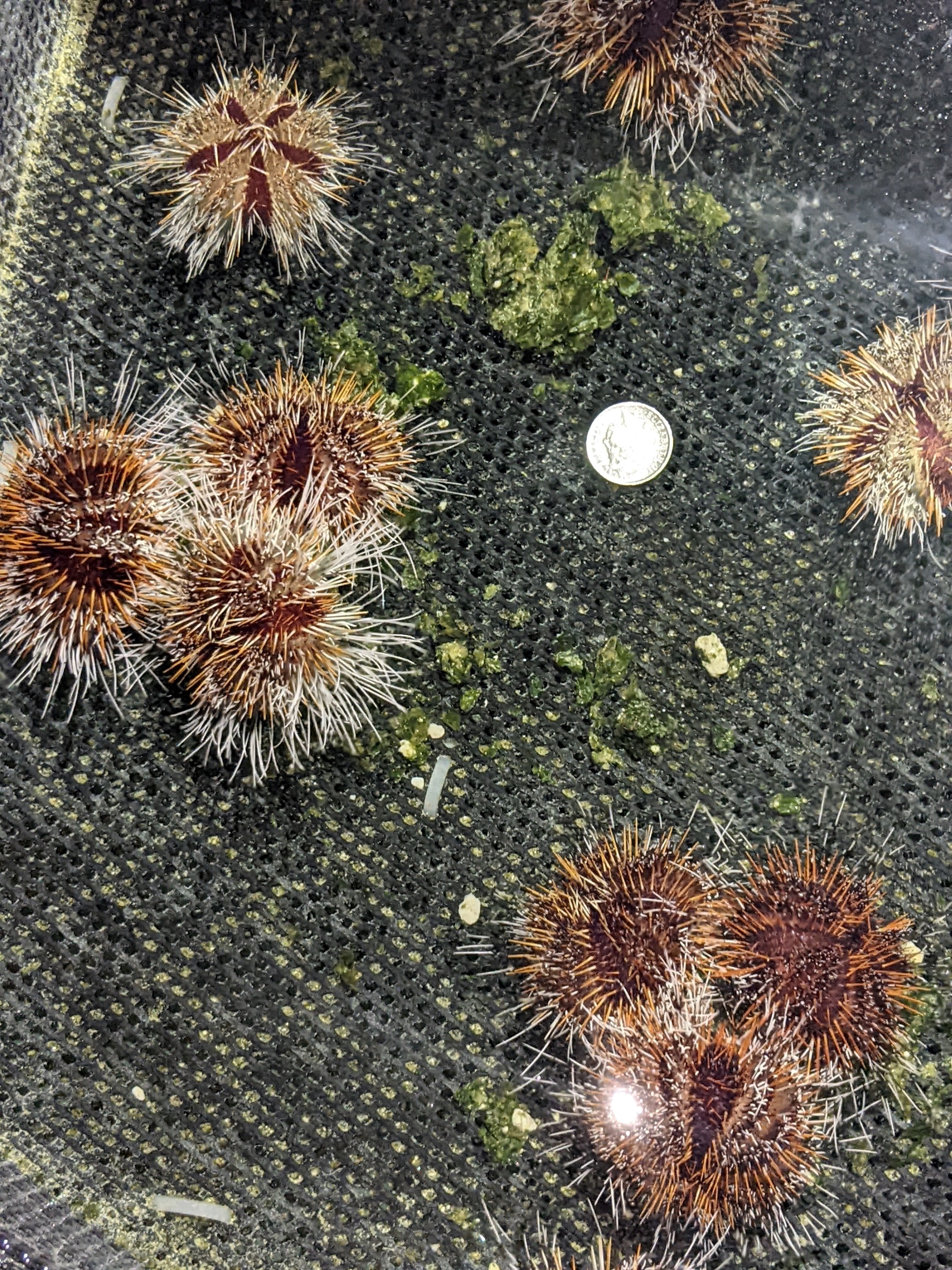 Menengenui Sea Urchins News Article