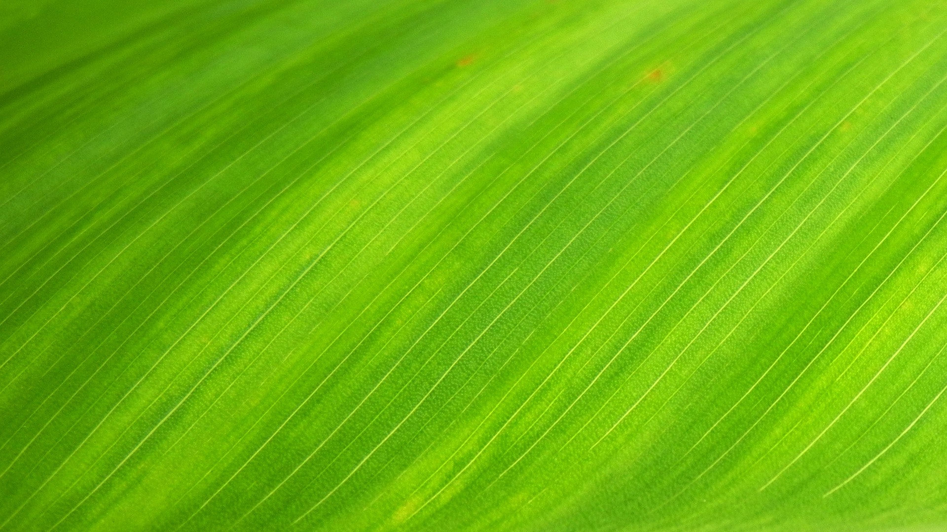 Green Green Leaf Nature 66869